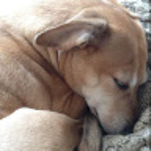 Meet your Posher, Maya